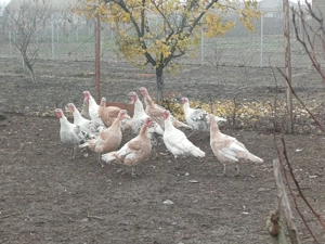 Vand curcani de casa ,ultimele 2 bucati  - imagine 2