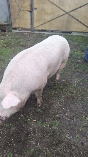 Vand purcea 250-300 kg - imagine 2