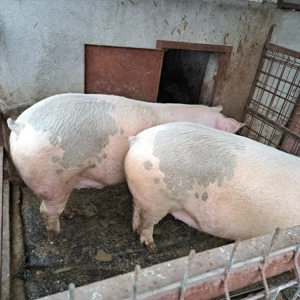 Vand porci - imagine 3