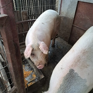 Vand porci - imagine 4