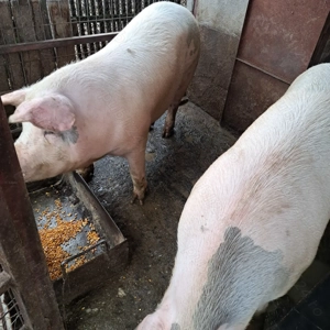 Vand porci - imagine 2