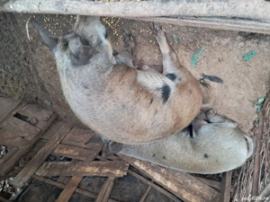 vând porc  - imagine 3