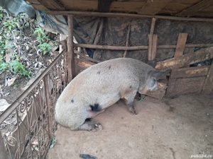 vând porc  - imagine 2