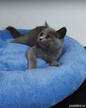 Pisici british shorthair  - imagine 2