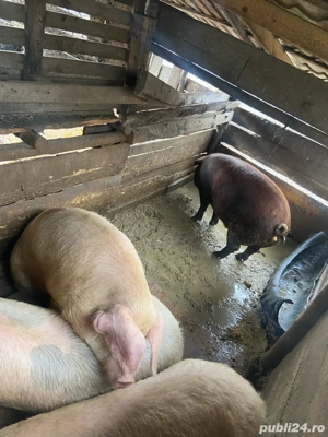 Vind porci lechinta  - imagine 5