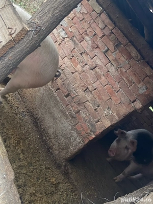 Vind porci lechinta  - imagine 4