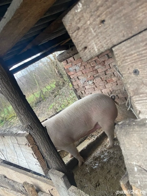 Vind porci lechinta  - imagine 3