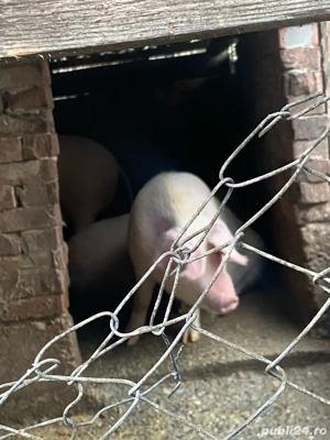 Vind porci lechinta  - imagine 2