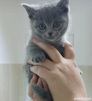 Pisici british shorthair  - imagine 3