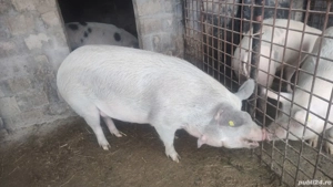 Vând porci - imagine 3