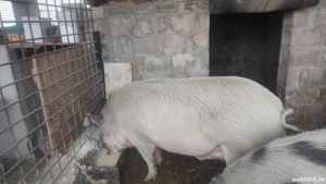 Vând porci - imagine 2