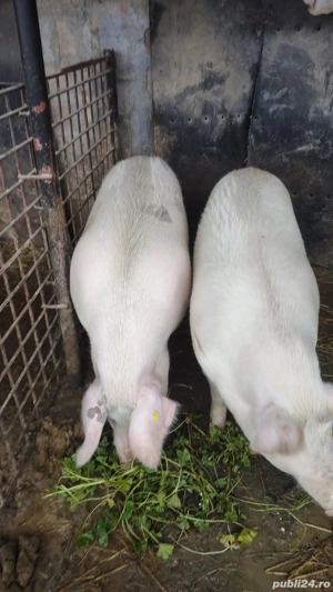 Vând porci - imagine 4