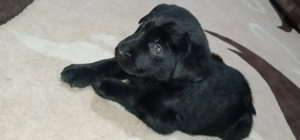 Labrador retriever 1,3 luni