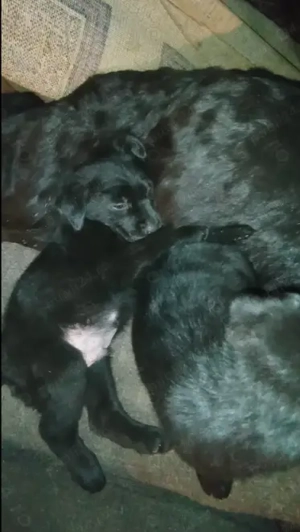 Labrador retriever 1,3 luni - imagine 4