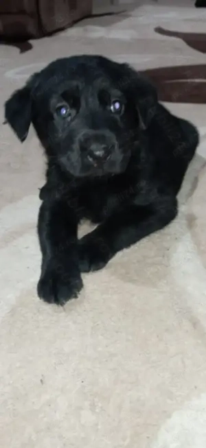 Labrador retriever 1,3 luni - imagine 2