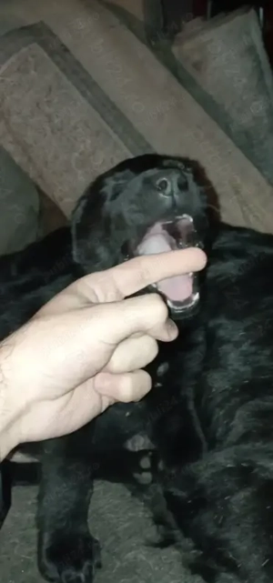 Labrador retriever 1,3 luni - imagine 3