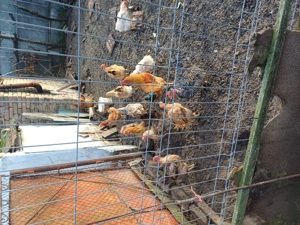 Gaini de curte ,crescute bio  - imagine 2