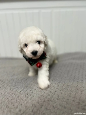 Bichon maltese mini toy 