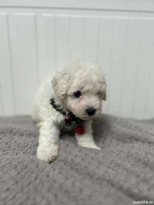 Bichon maltese mini toy  - imagine 2