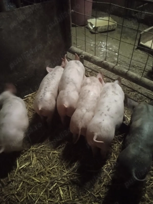 Purcei de vânzare!!!