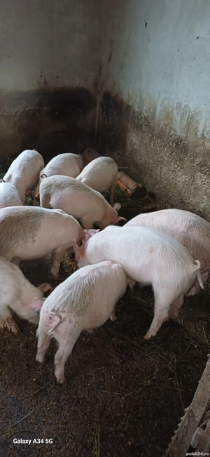 Purcei de vânzare  - imagine 2