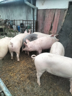 Vând porci cu greutate 110-135 kg. - imagine 2