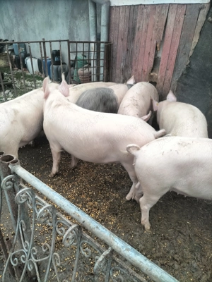 Vând porci cu greutate 110-135 kg. - imagine 4