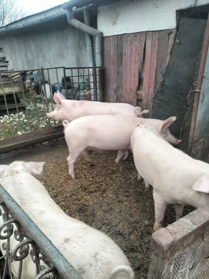 Vând porci cu greutate 110-135 kg. - imagine 3