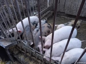 10 purcei de 9 săptămână 