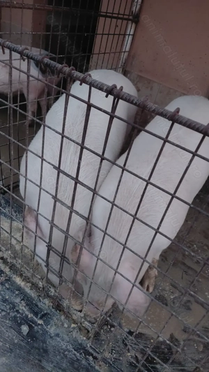 Porci de vânzare.  - imagine 3