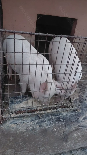 Porci de vânzare.  - imagine 5