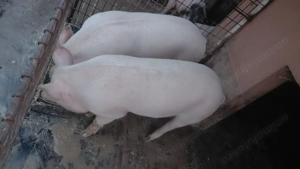 Porci de vânzare.  - imagine 2