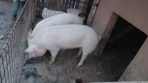 Porci de vânzare.  - imagine 4