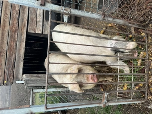 Porci de vânzare - imagine 3