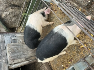 Porci de vânzare - imagine 2