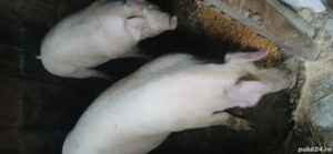 vând porci  130. 160  kg  - imagine 2