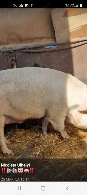 Porc de vânzare pentru Crăciun! - imagine 2