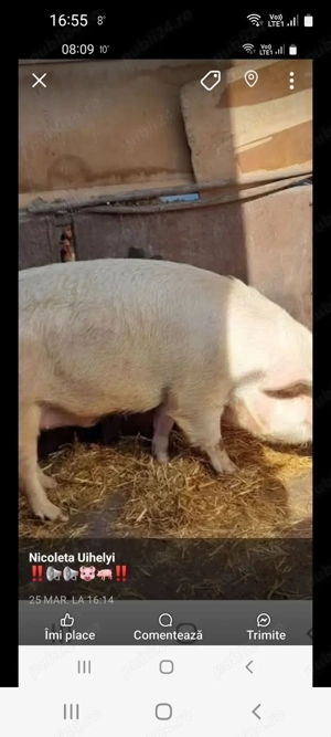 Porc de vânzare pentru Crăciun!