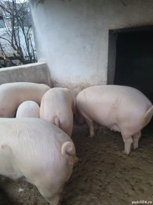 vand porci - imagine 4