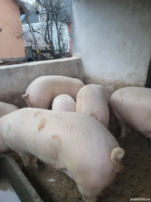 vand porci - imagine 3