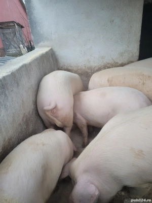 vand porci - imagine 5