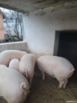 vand porci - imagine 2