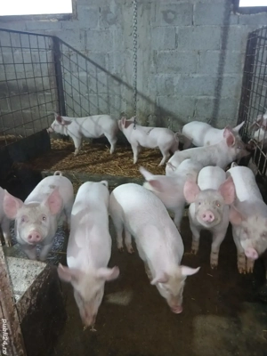 purcei de vânzare ! 14-20kg  - imagine 2