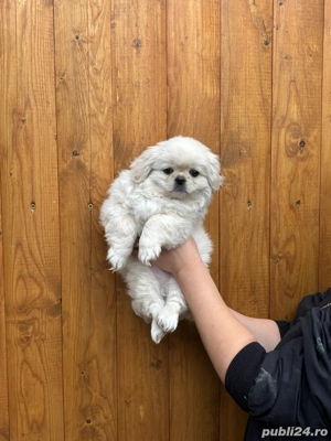 Pechinez Imperial - imagine 2