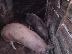 Porc gras de vanzare - imagine 2