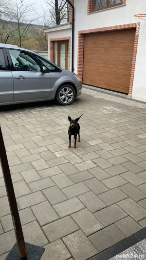 catei de vanzare  - imagine 5