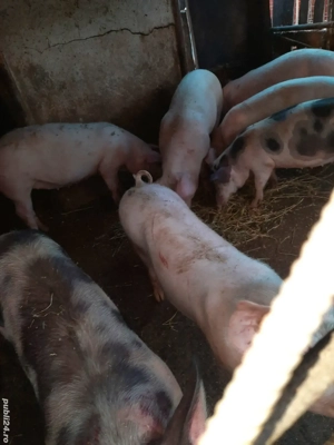porci de vanzare - imagine 3