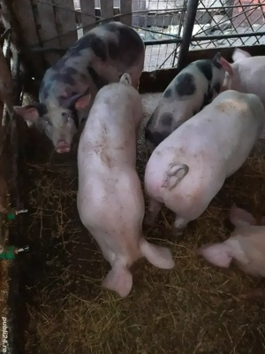 porci de vanzare - imagine 2
