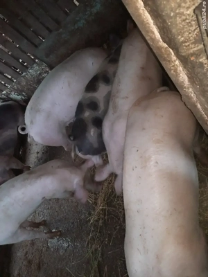 porci de vanzare - imagine 4