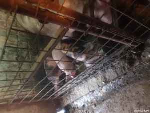 vand purcei  - imagine 3